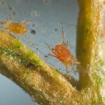 SPIDER MITES: ARE THEY HAUNTING YOUR GARDEN?